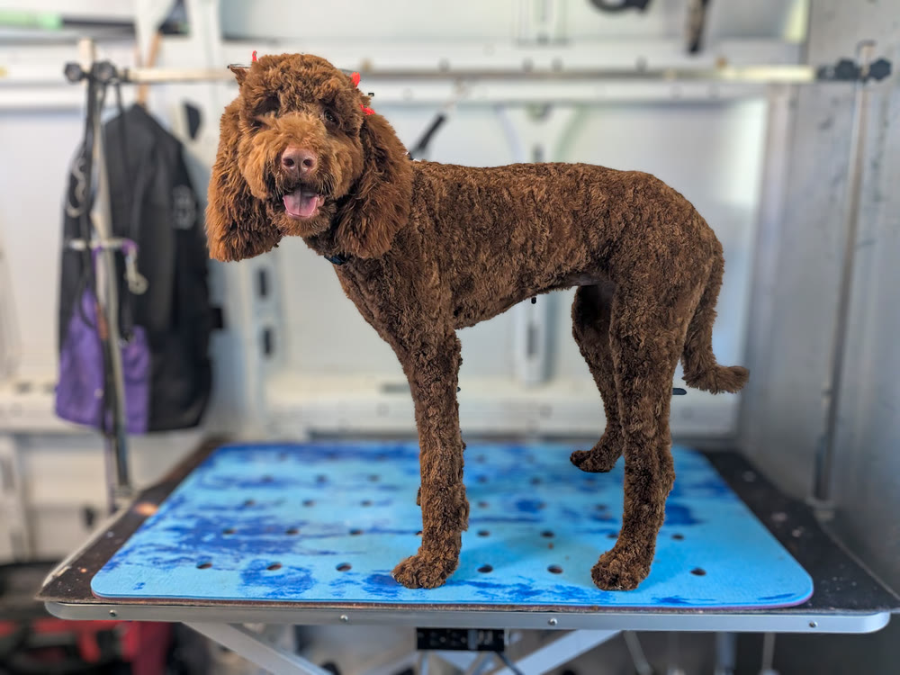 A freshly groomed dog on the table inside the Feather Touch mobile grooming van, which comes to homes in Katy