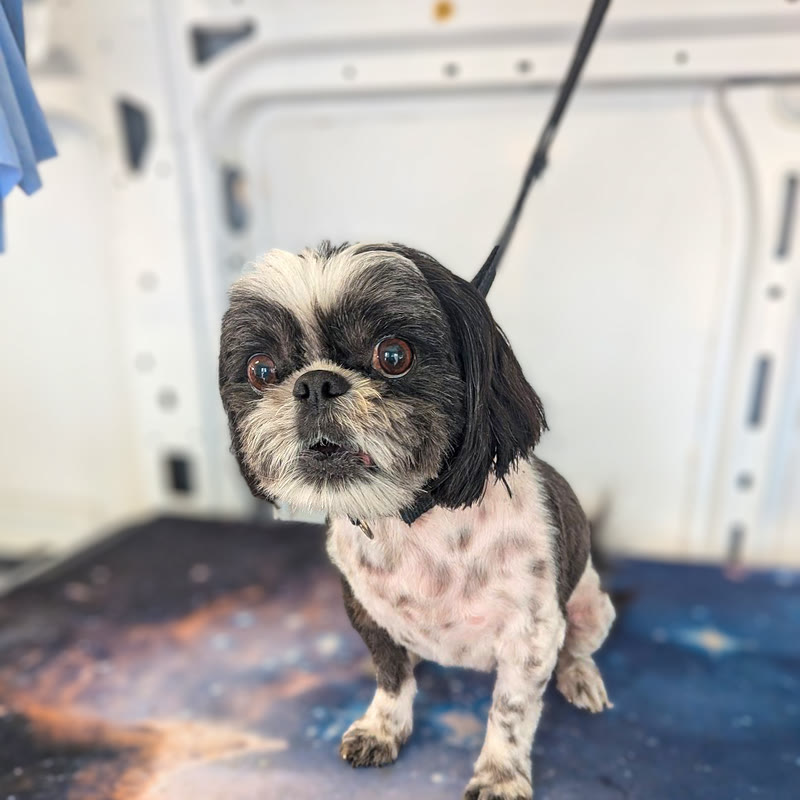 A shih tzu with a short summer trim standing on the grooming table