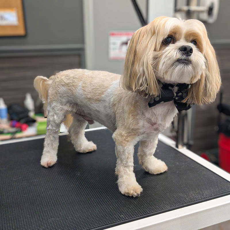 A cream and tan dog in a bow tie standing on the table, grooming van shelves behind
