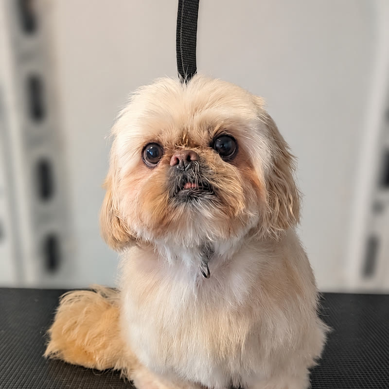 The same shih tzu after a full groom, coat trimmed short and the face opened up