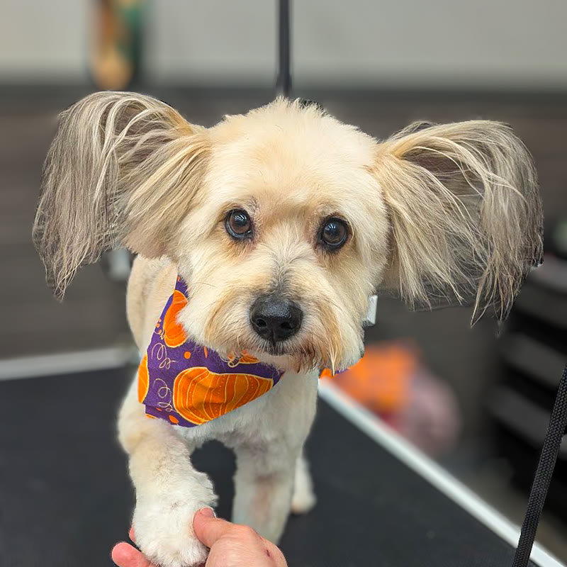 A cream terrier mix in an orange bandana having a front paw held up after grooming