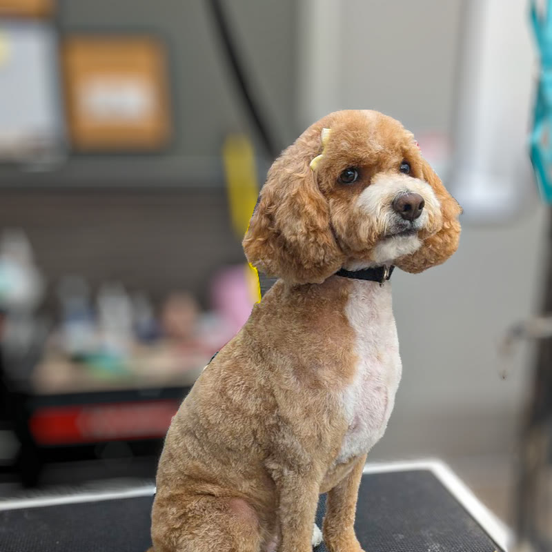 An apricot cockapoo sitting on the grooming table with a bow in its topknot
