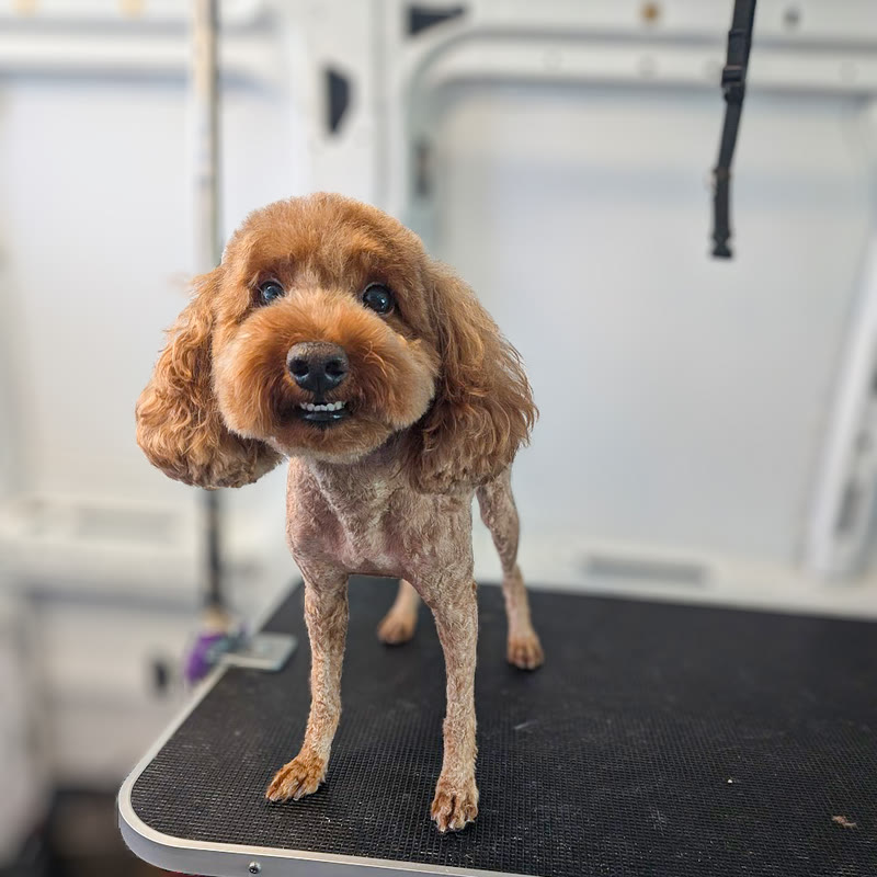 A red poodle mix standing on the grooming table after a full groom