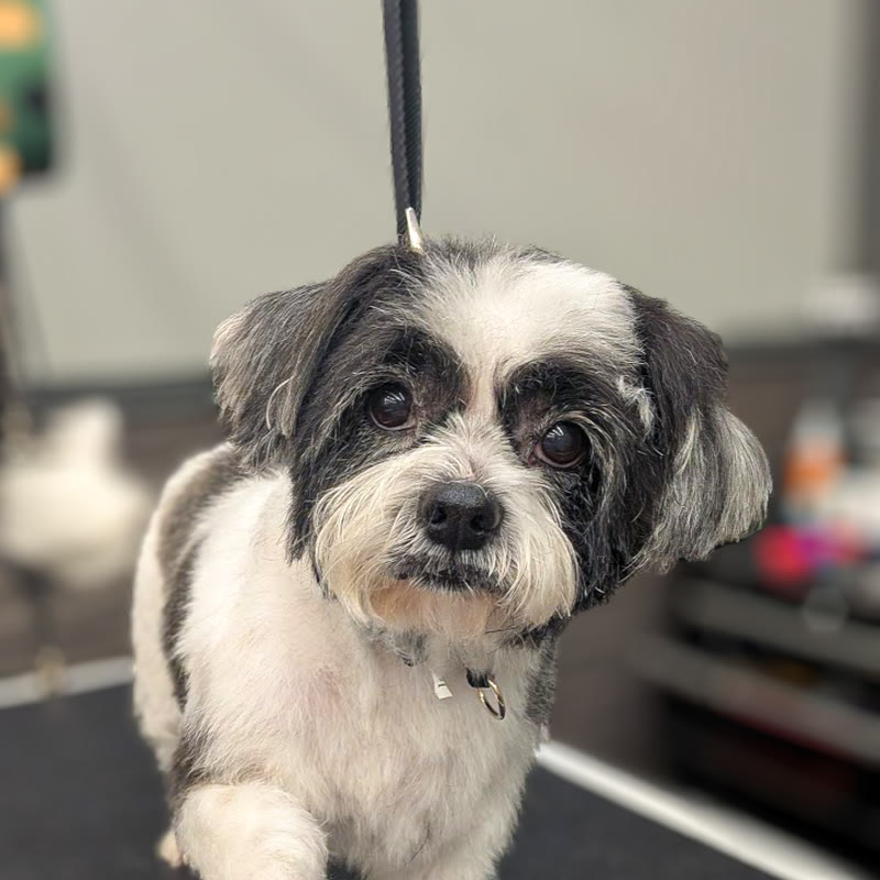 A black and white shih tzu after a face and body trim