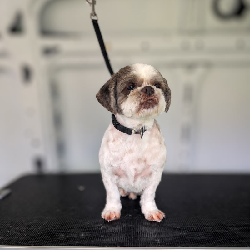 A small shih tzu sitting on the grooming table after a short trim